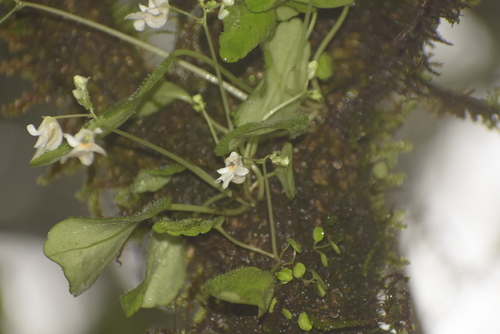 Image of Impatiens dendricola by (c) deepachandran, some rights reserved (CC BY-SA)