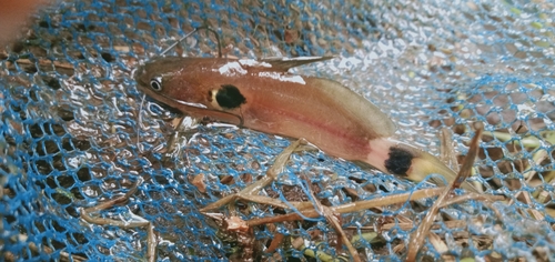 Twospot catfish (Mystus bimaculatus) — Bagridae — 2