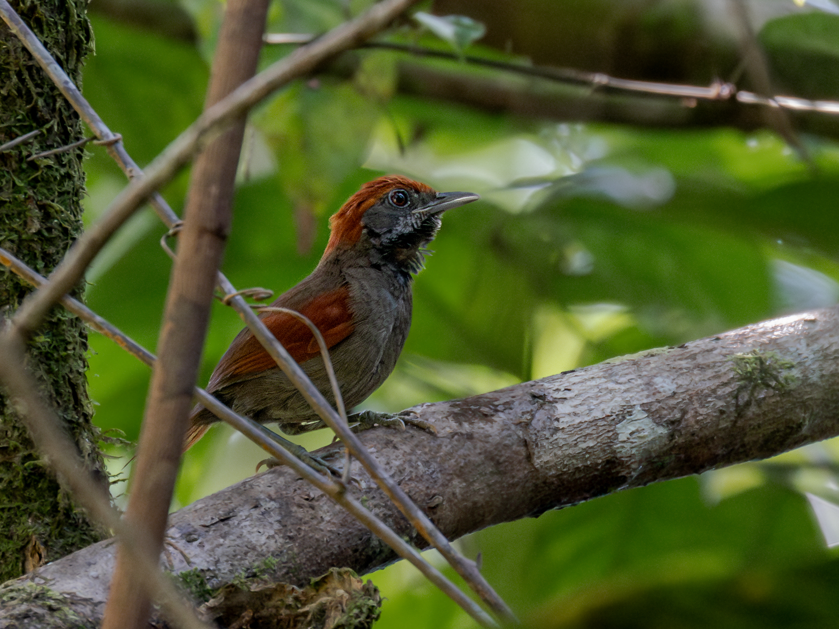 McConnell's Spinetail illustration