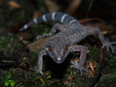 Zhe-Long's Leopard Gecko photo 1