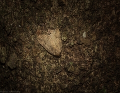 Tolpia conscitulana