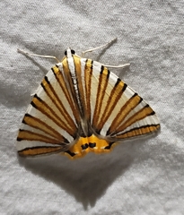 Pityeja histrionaria