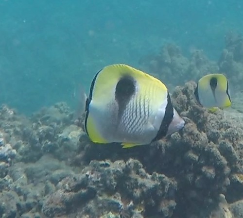 Chaetodon unimaculatus