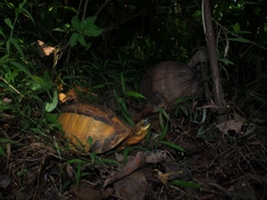 Indochinese Box Turtle photo 2