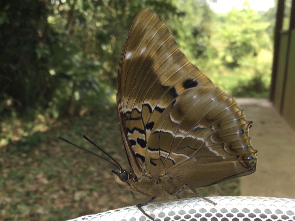 Lesser Blue Charaxes