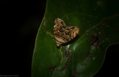 Choreutis metallica
