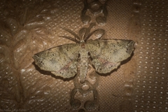 Parepisparis multicolora