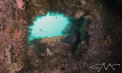 Acanthistius ocellatus