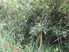 Stachyurus himalaicus