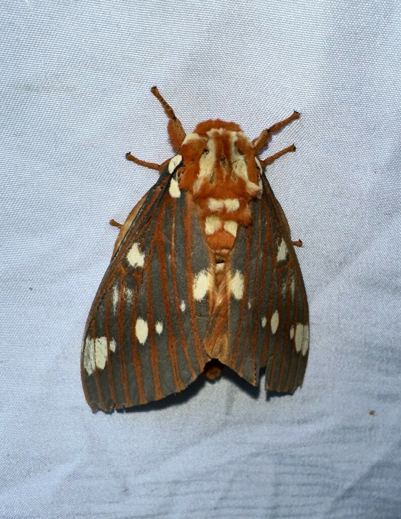 Regal Moth from Paint Rock Forest Research Center, Jackson County, AL