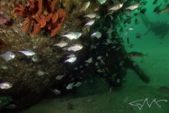 Pempheris multiradiata