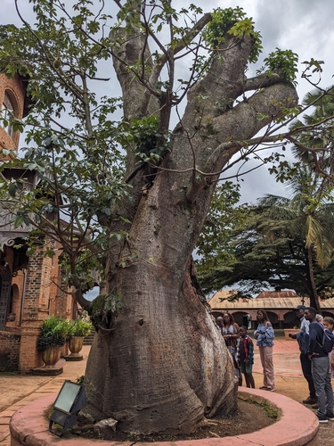 African baobab