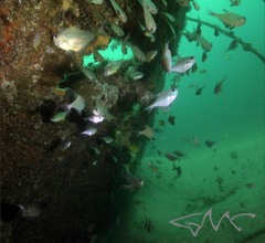 Pempheris multiradiata