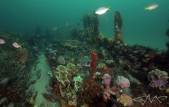 Pyura spinifera