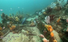 Pyura spinifera