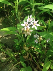 Allium canadense canadense