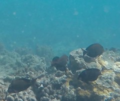 Acanthuridae