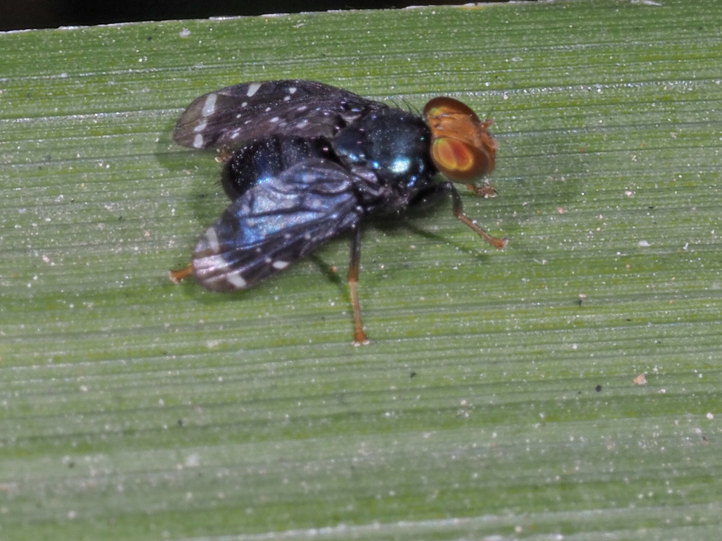 Lulodes seriatopunctatus