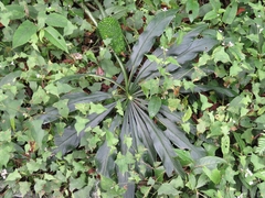 Arisaema formosanum