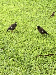 Acridotheres tristis