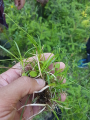Carex concinna