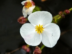 Sagittaria natans