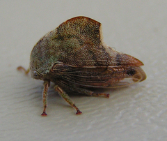Telamona vestita
