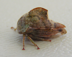 Telamona vestita