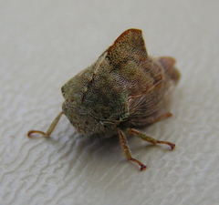 Telamona vestita