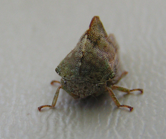 Telamona vestita