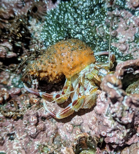 Pagurus ochotensis