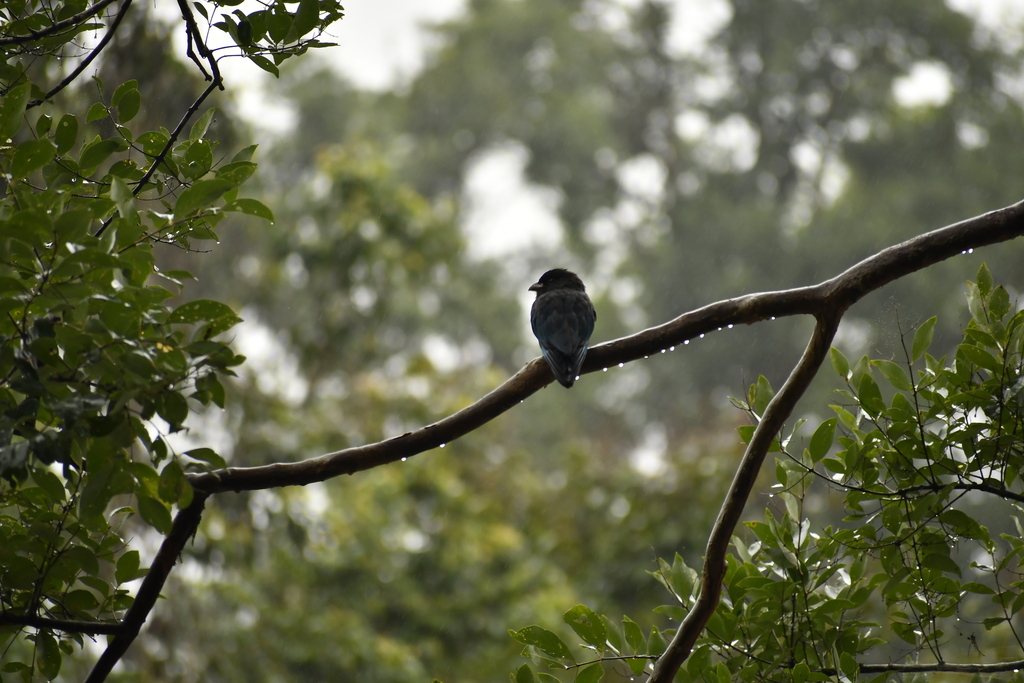 Oriental Dollarbird