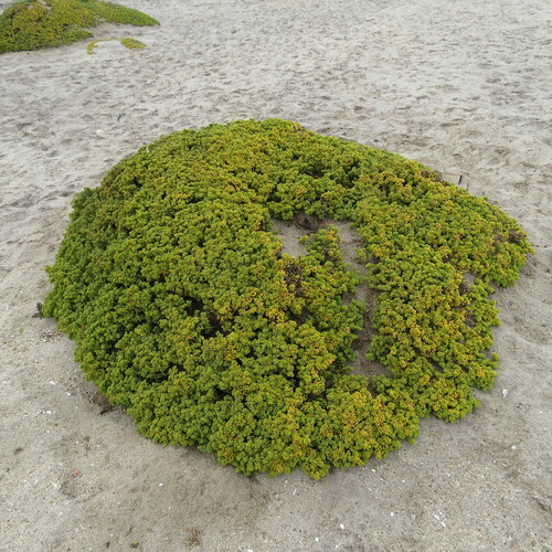 Tetraena clavata image