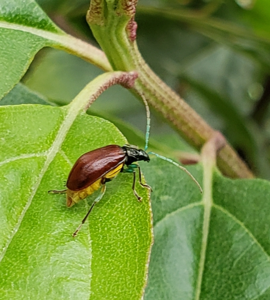 Cochabamba diversicolor