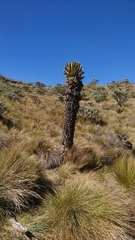 Espeletia hartwegiana