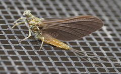 Ephemerella aurivillii