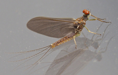 Ephemerella aurivillii