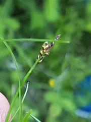 Carex concinna