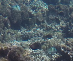 Abudefduf abdominalis