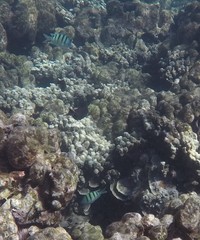 Abudefduf abdominalis