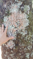 Herpothallon rubroechinatum