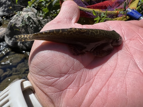 Taiwan hillstream loach (Hemimyzon formosanus) — Balitoridae — 3