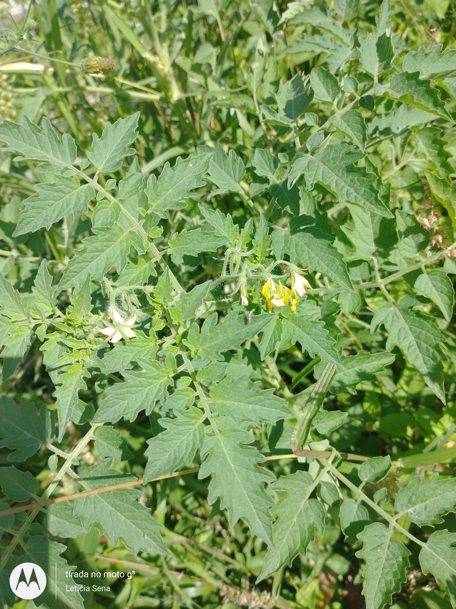 Solanum lycopersicum