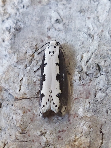 Viper's Bugloss Moth, photo 3 of 10
