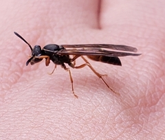 Angiopolybia