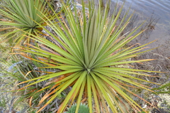 Puya goudotiana