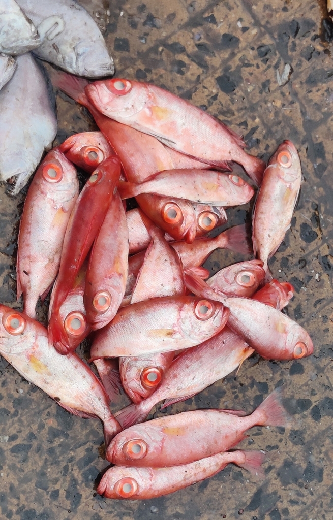 Slender bigeye (Priacanthus prolixus) — Priacanthidae