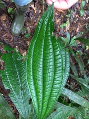 Miconia bullifera