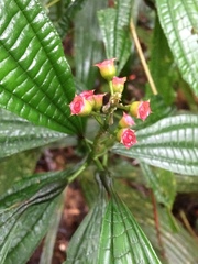 Miconia bullifera