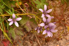 Gentianella corymbosa